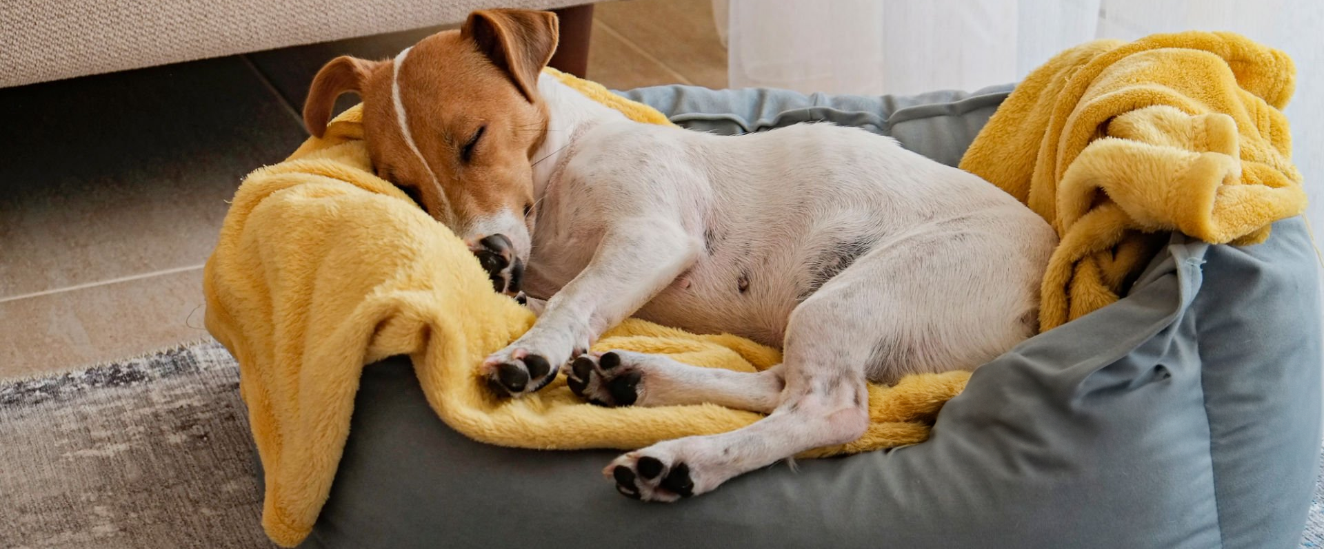 JOEJOY Cuccia Cane Interno, Cuccia per Cani Taglia Piccola Lavabile