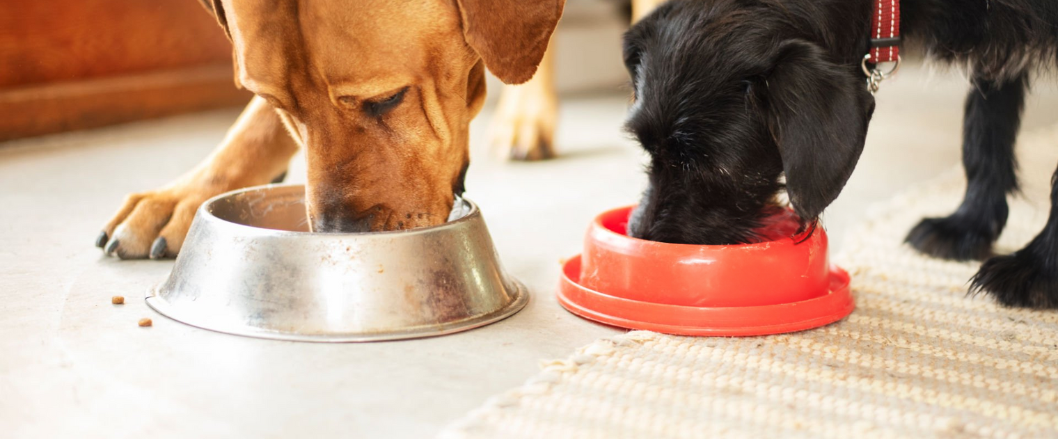 Ciotola Piccola Da 0,20lt In Plastica Per Cani E Gatti, Ciotolina Per Cane Colori Assortiti, Ciotolina Per Gatto In Vari Colori, Ciotola Cane In Plastica 0,20 Lt, Ciotola Per Animali Trasportabile