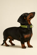 Carica l'immagine nel visualizzatore della galleria, Collare DailyFit -  Imbottito in nylon per cani

