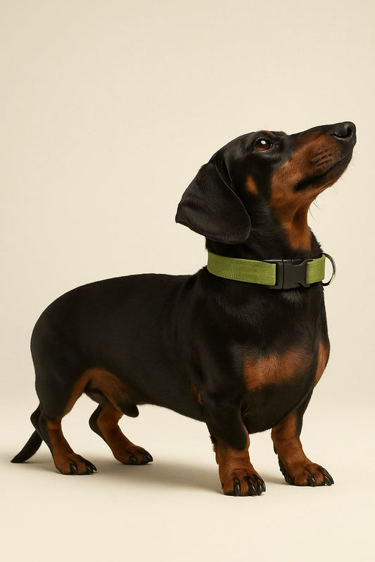 Collare DailyFit -  Imbottito in nylon per cani