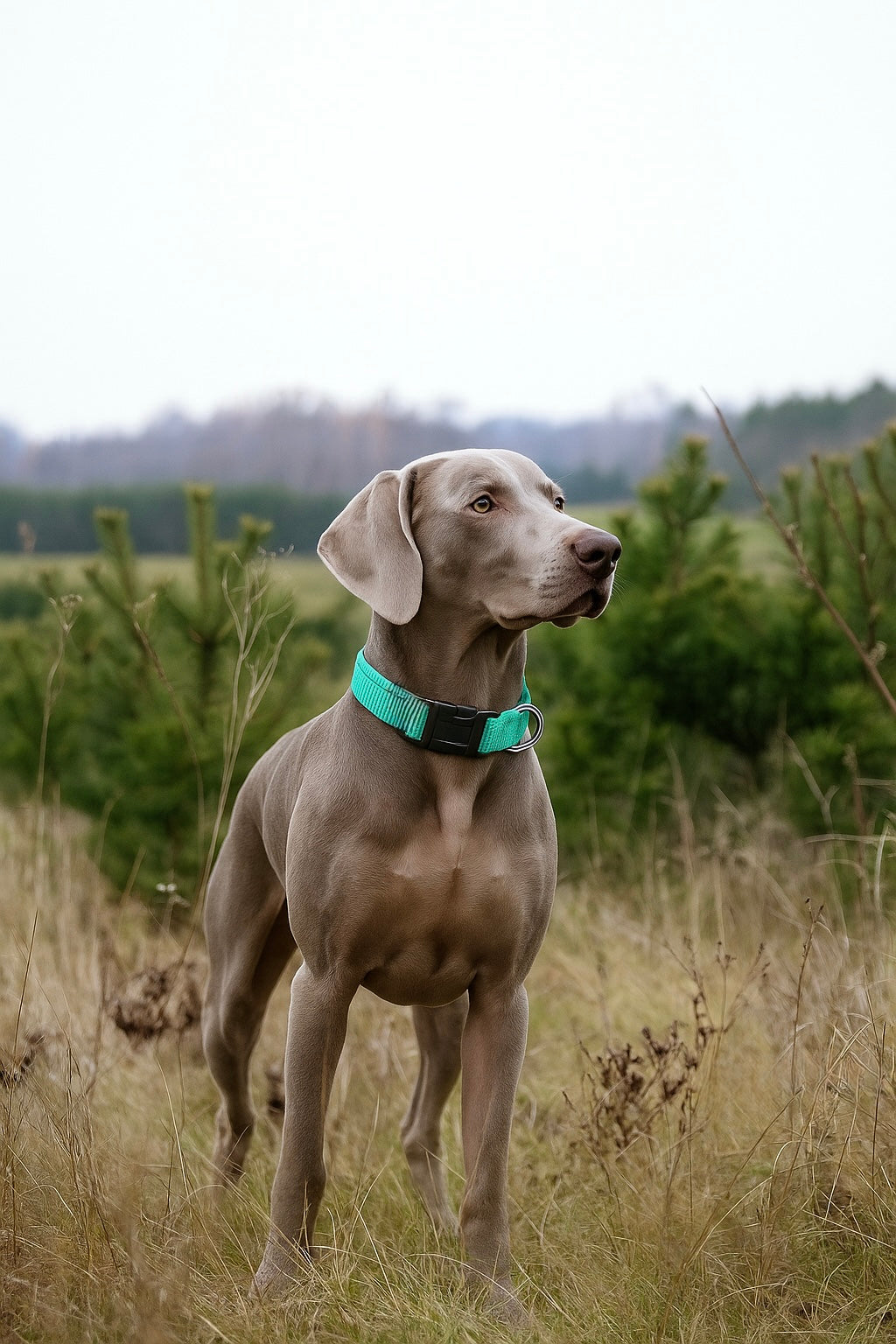 Collare DailyFit -  Imbottito in nylon per cani