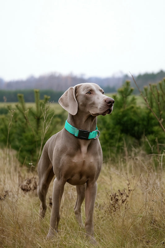 Collare DailyFit -  Imbottito in nylon per cani