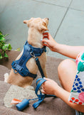 Carica l'immagine nel visualizzatore della galleria, Pettorina ad H imbottita per cani UltraTrek
